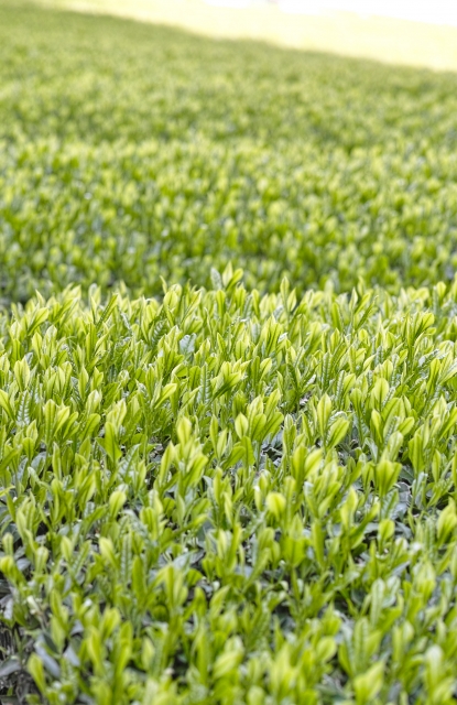 00b3c4ab06aebf1e7a0541216c2eac28_s